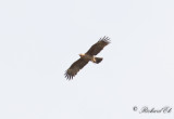 Savannrn - Tawny Eagle (Aquila rapax)?
