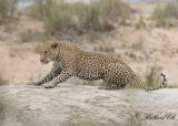 Leopard - African Leopard (Panthera pardus)