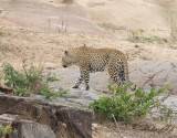 Leopard - African Leopard (Panthera pardus)
