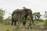 Afrikansk elefant - African Elephant (Loxodonta africana)