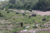 Afrikansk elefant - African Elephant (Loxodonta africana)