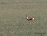 Springbock - Springbok (Antidorcas marsupialis)