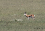 Springbock - Springbok (Antidorcas marsupialis)
