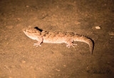 Turner's Thick-toed Gecko (Pachydactylus turneri)