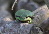 Lövgroda - European tree frog (Hyla arborea)