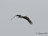 Trana - Common Crane (Grus grus)