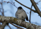 Svarthtta - Blackcap (Sylvia atricapilla)