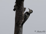 Vitryggig hackspett - White-backed Woodpecker (Dendrocopos leucotos)