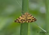 Pantermätare - Speckled Yellow (Pseudopanthera macularia)
