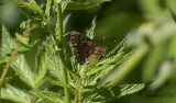 Askntfjril - Scarce Fritillary (Euphydryas maturna)