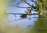 Taigagk - Oriental Cuckoo (Cuculus optatus) 