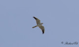 Stpphk - Pallid Harrier (Circus macrourus)