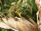 Scharlakanstangara - Scarlet Tanager (Piranga olivacea)