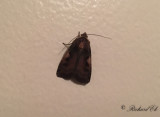 C-tecknat jordfly - Setaceous Hebrew character (Xestia c-nigrum)