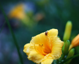 Lilies and a Ladybug