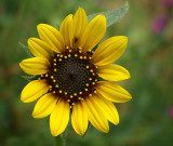 Sunflower and Leafhopper