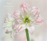 Amaryllis