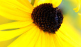 Black eyed Susan