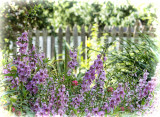 Flowers in the backyard