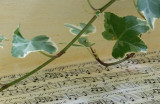 Music and Ivy