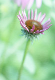 Young purple coneflower