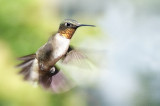Hummingbird, flying to the feeder that he owns!