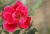 Backyard Rose 