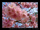 cerisier-du-japon.jpg