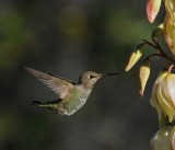 4 humming bird.jpg