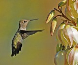 6 humming bird.jpg