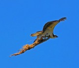 Osprey in afternoon.jpg