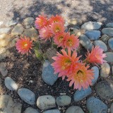 flowers in the oaks.jpg