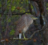 immature  night heron.jpg