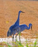 SUNDAY MORNING CRANES.jpg