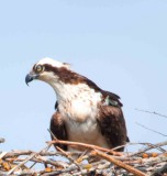 female in her nest out of town.jpg