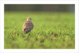 Kestrel