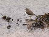 Week 03 - Common Sandpiper in the Rain.jpg