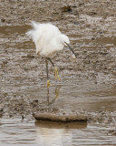 Week 15 - Little Egret with Flounder.jpg