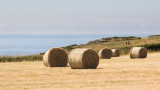 Week 32 - Bales at Bolberry Down.jpg