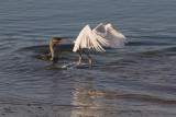 Week 50 - Egret  Cormorant.jpg