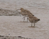 Curlews in the rain09-01-17.jpg