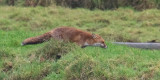 Week 03 - Fox seen from South Efford Birdhide.jpg