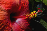 Red Hibiscus