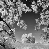 Square Oak IR