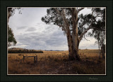 Lancefield landscape 