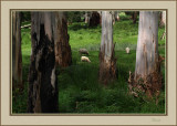 Grazing along the Warby trail 