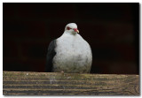 White-headed Pigeon 