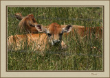 Young calves