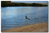 White-faced Heron inflight 