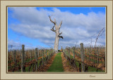 Vineyard Yarra Glen